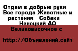 Отдам в добрые руки  - Все города Животные и растения » Собаки   . Ненецкий АО,Великовисочное с.